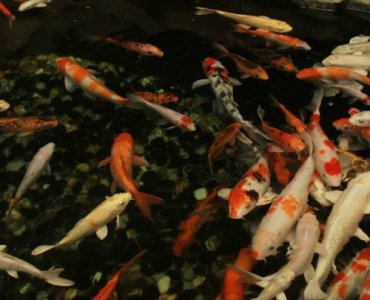 Od pomysłu do plusku: Twoje pierwsze oczko wodne w ogrodzie krok po kroku